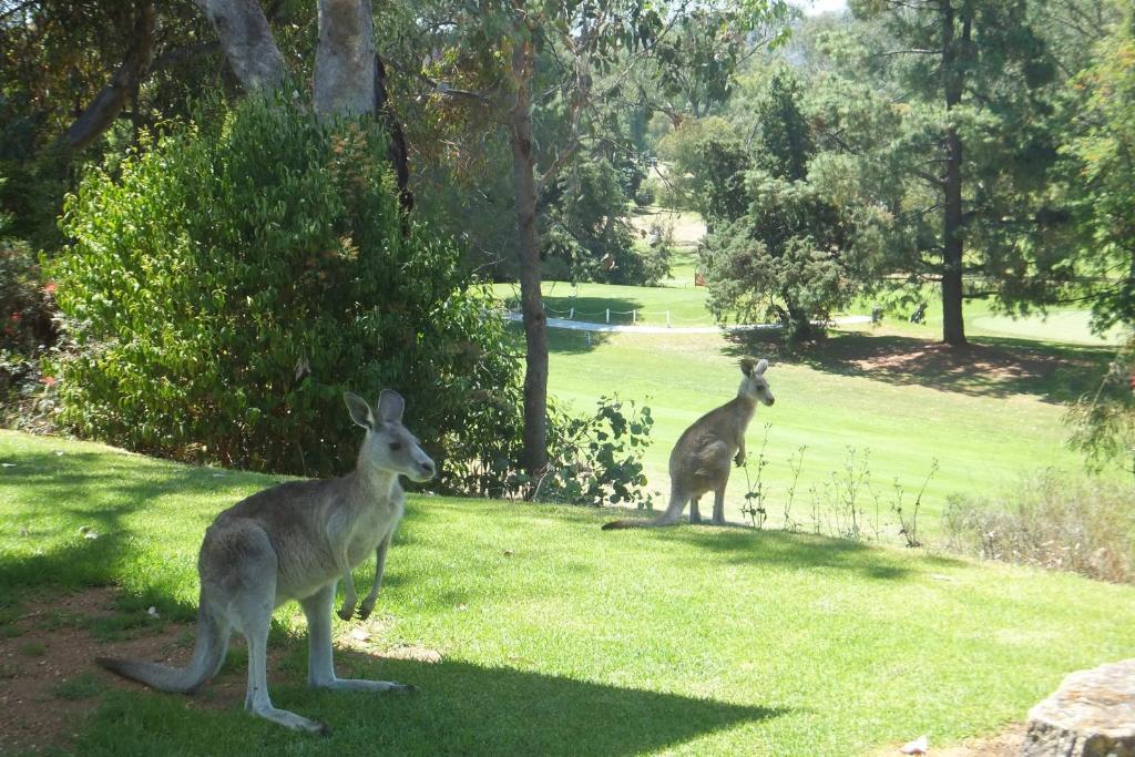 Commercial Golf Resort Albury Dış mekan fotoğraf